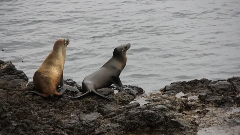 Sea lions on San Jorge Island
